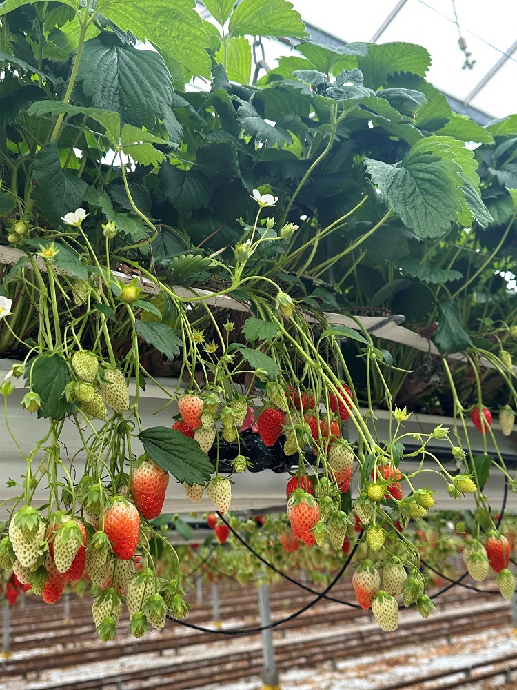 Plougastel strawberry