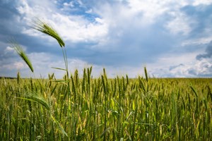 agriculture-clouds-crop