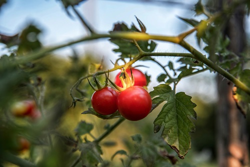 Tomatoes